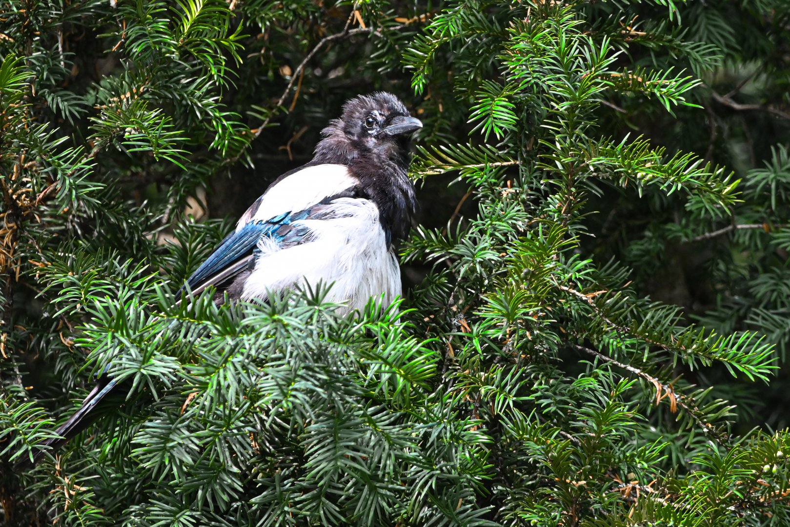 Eurasian magpie (wild)