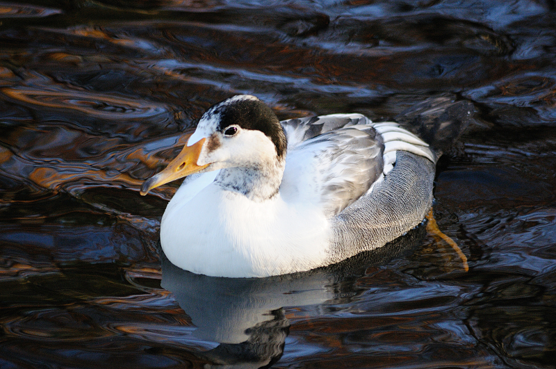 Eurasian merganser x Common eider Hybrid at Dortmund