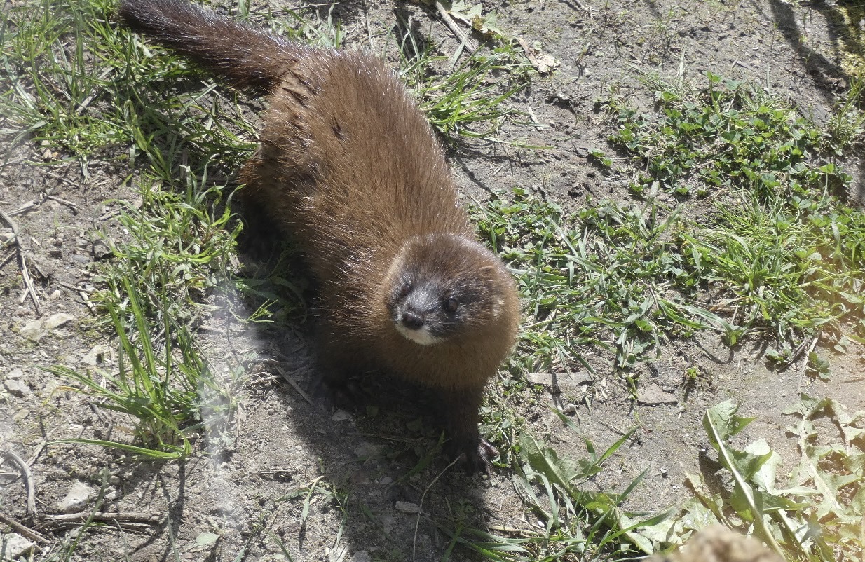 Eurasian mink (Mustela lutreola) - Bio-Topia Fort-Mardyck