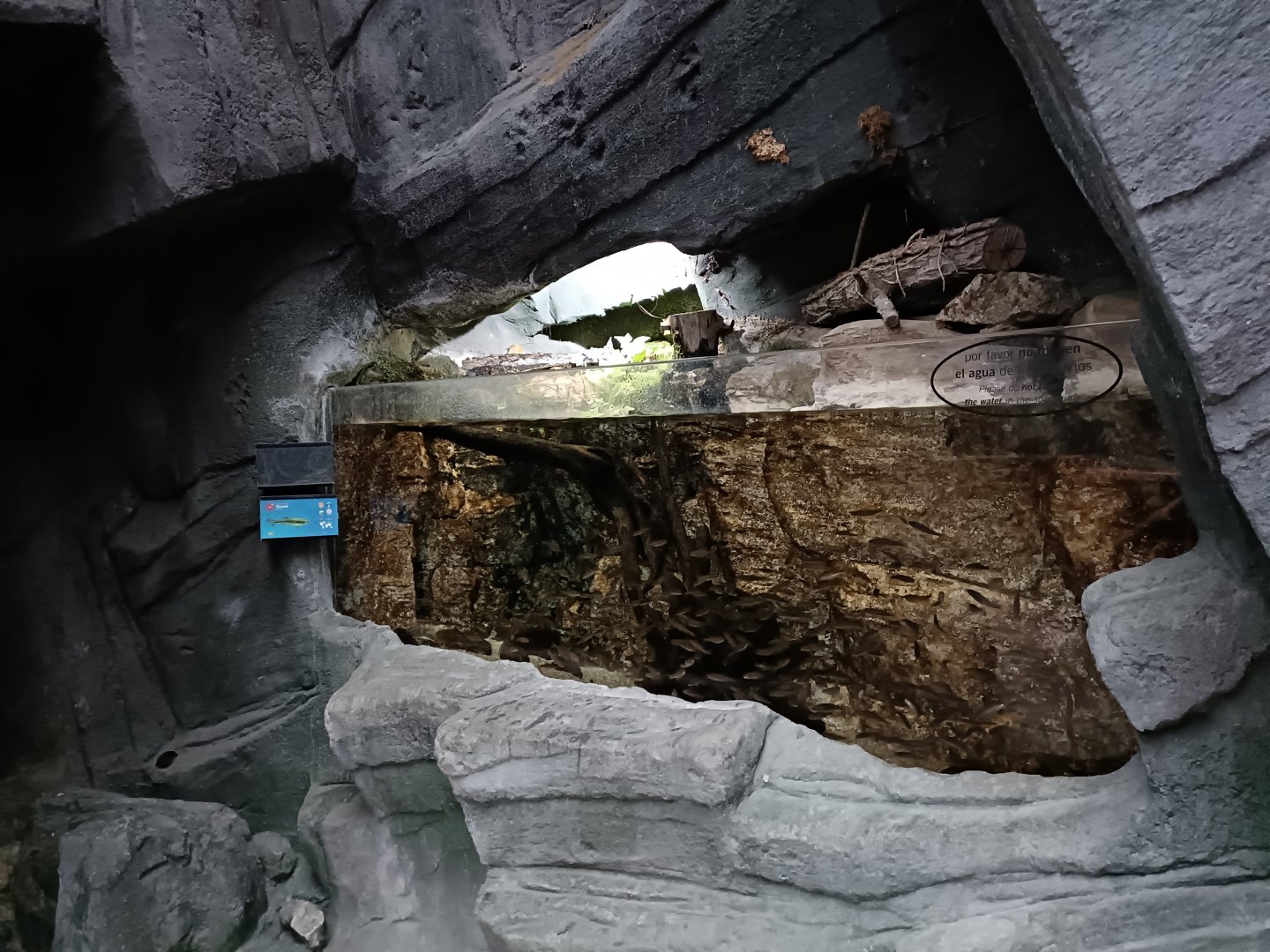 Eurasian minnow exhibit - Bioparc Acuario de Gijón