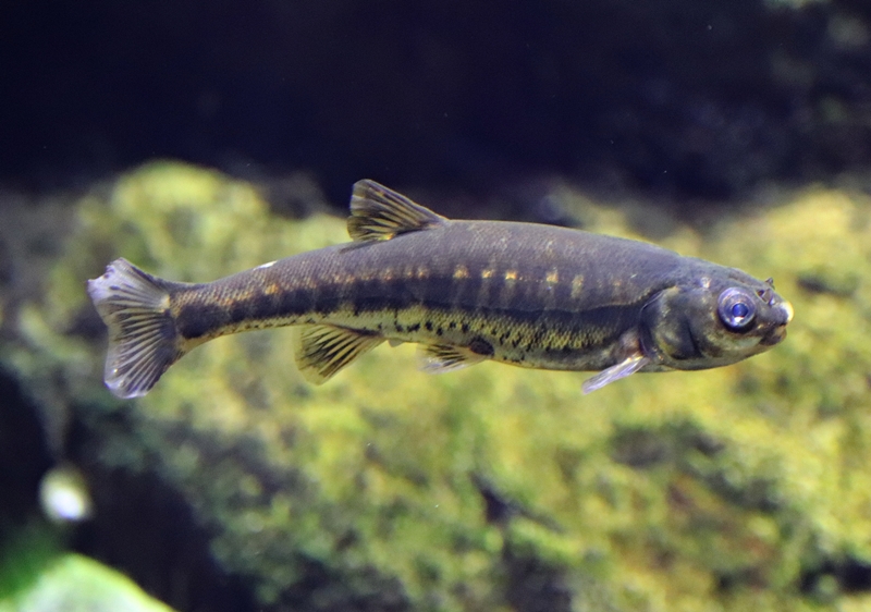 Eurasian minnow (Phoxinus phoxinus) - Baltic Sea Science Center