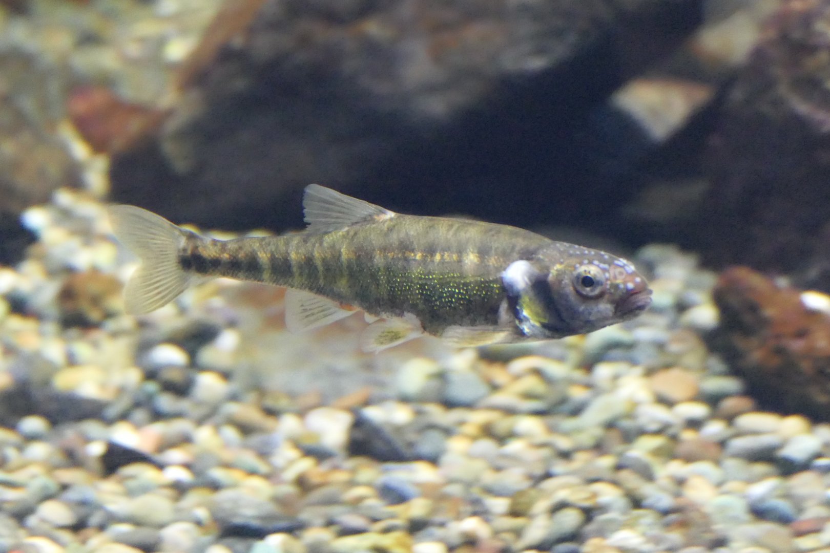 Eurasian Minnow (Phoxinus phoxinus) - Lake Biwa Museum