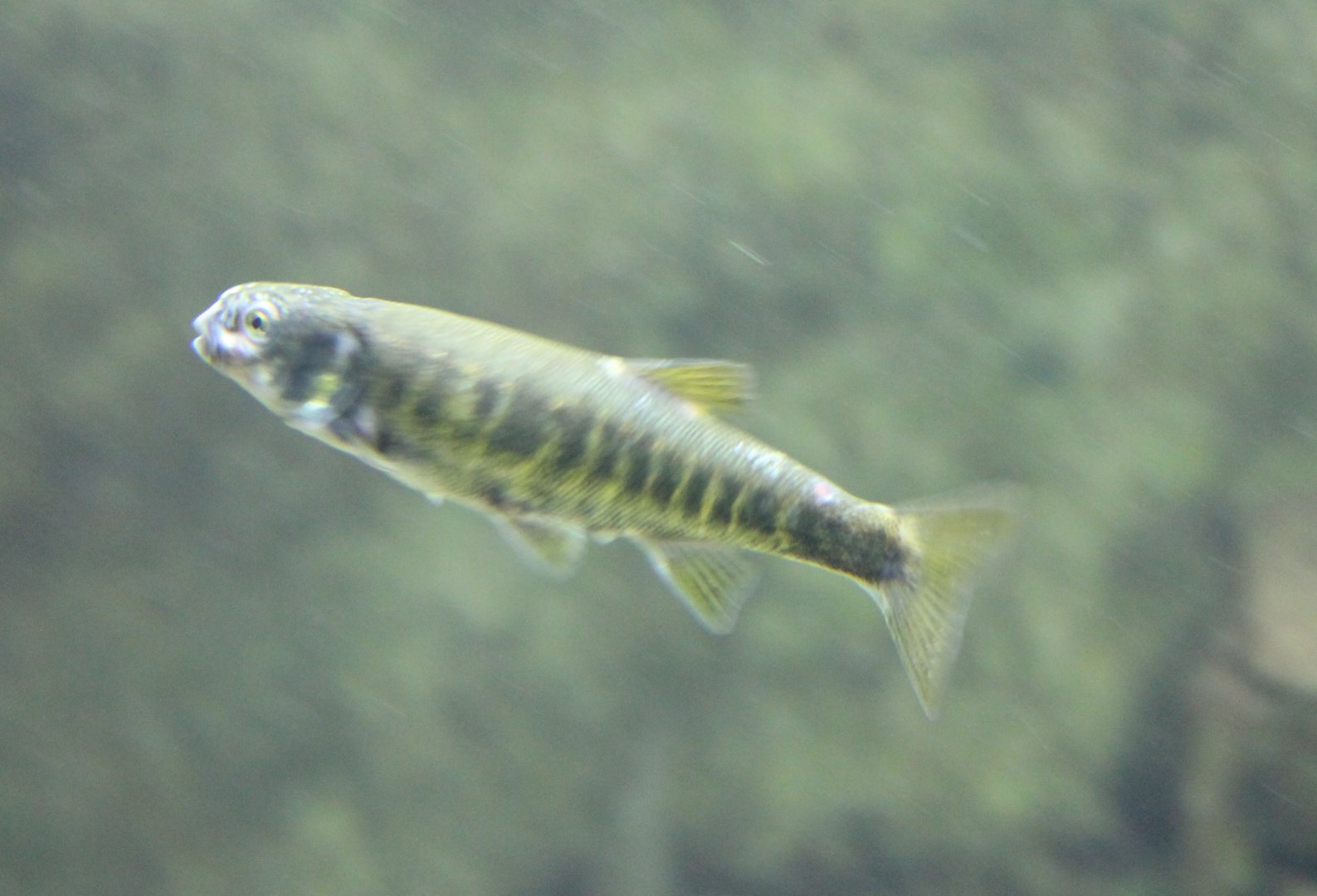 Eurasian minnow - Phoxinus phoxinus