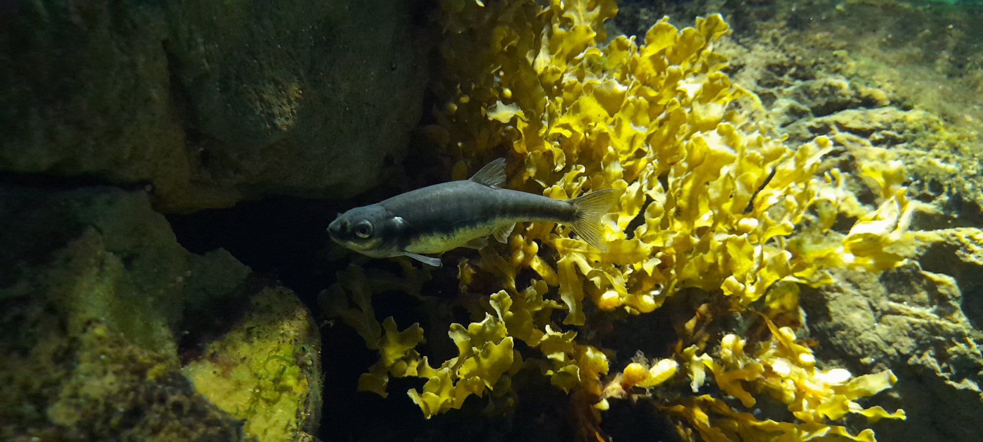 Eurasian minnow (Phoxinus phoxinus)