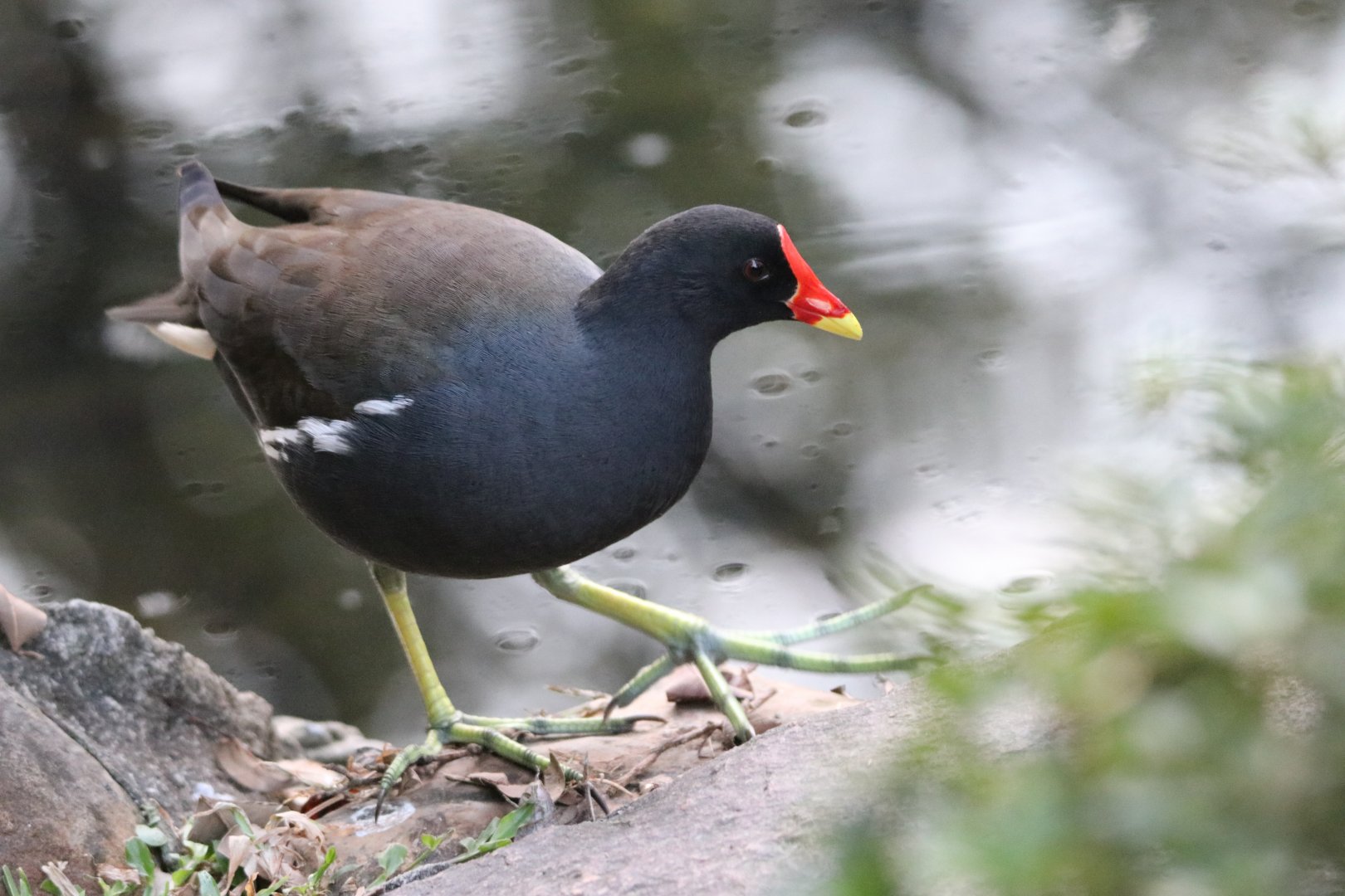 Eurasian Moorhen (Gallinula chloropus)