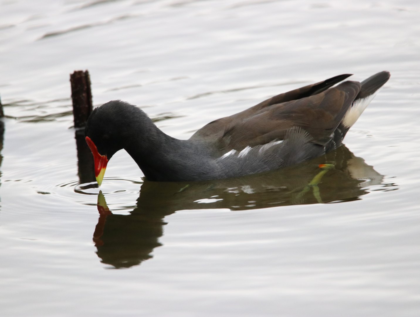 Eurasian Moorhen (Gallinula chloropus)