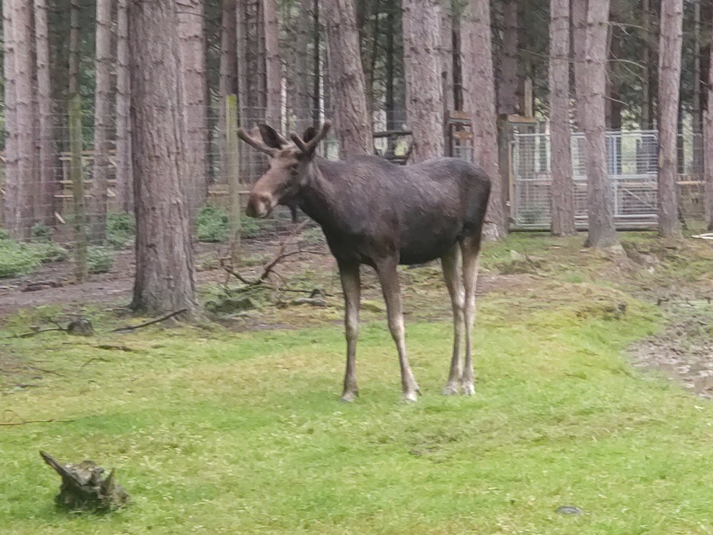 Eurasian moose 22/7/23