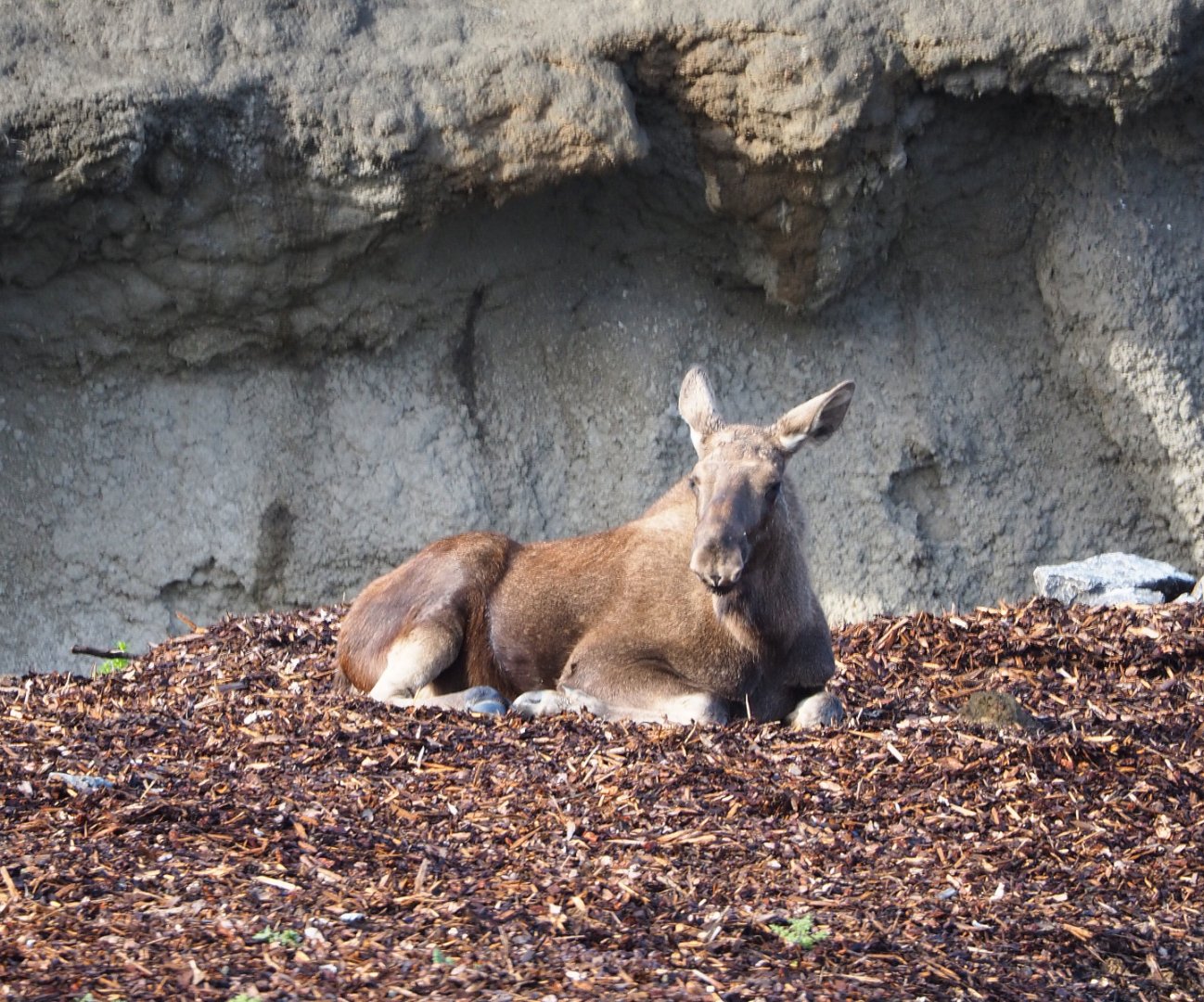Eurasian moose (Alces alces alces), 2019-10-04