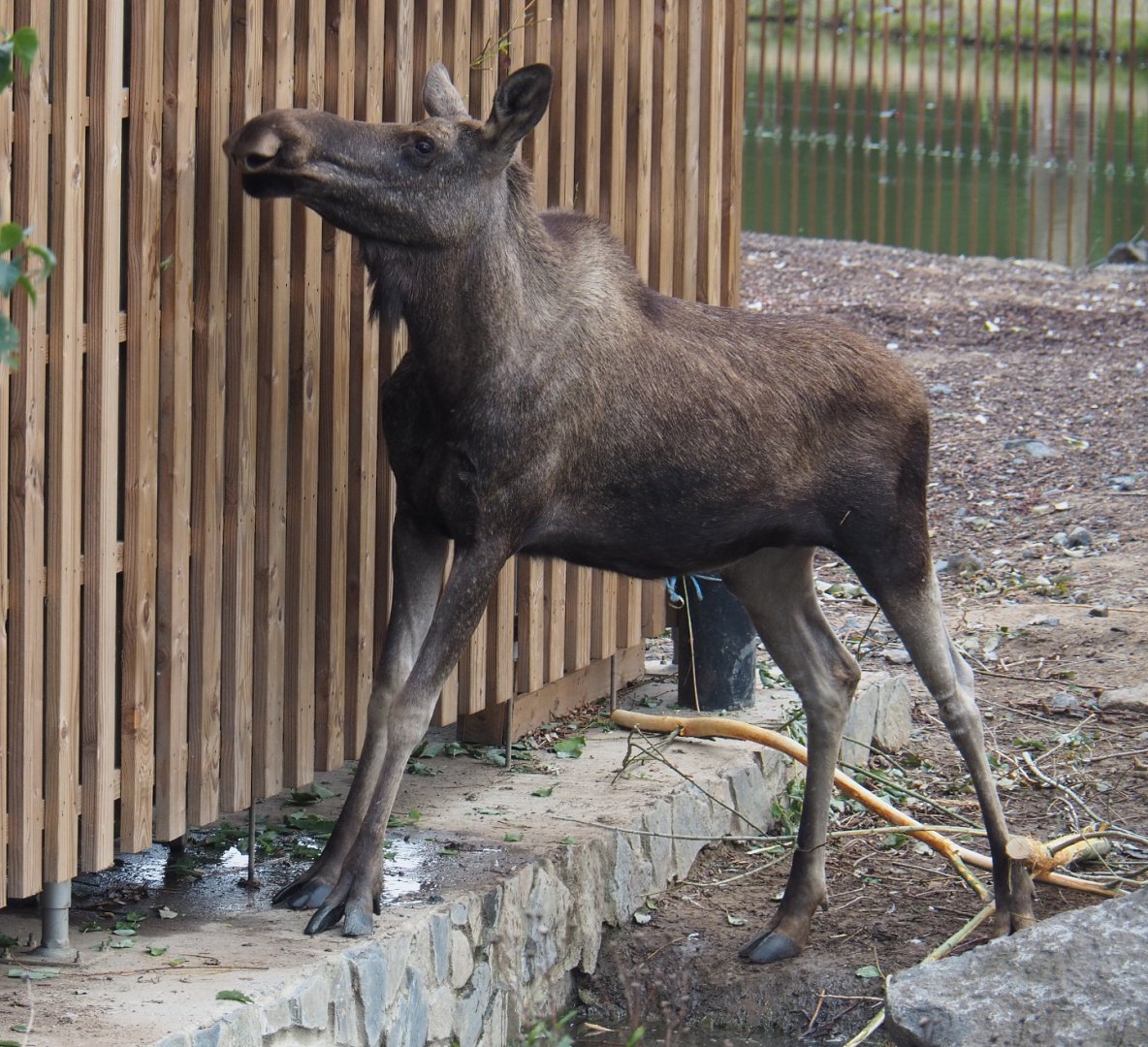 Eurasian moose (Alces alces alces), 2020-09-03