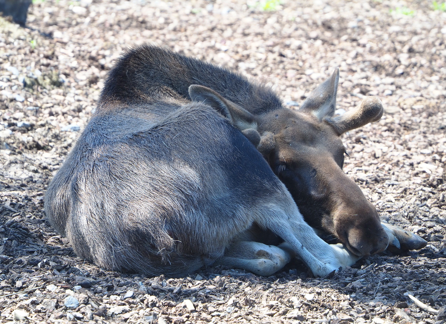 Eurasian moose (Alces alces alces), 2022-06-28
