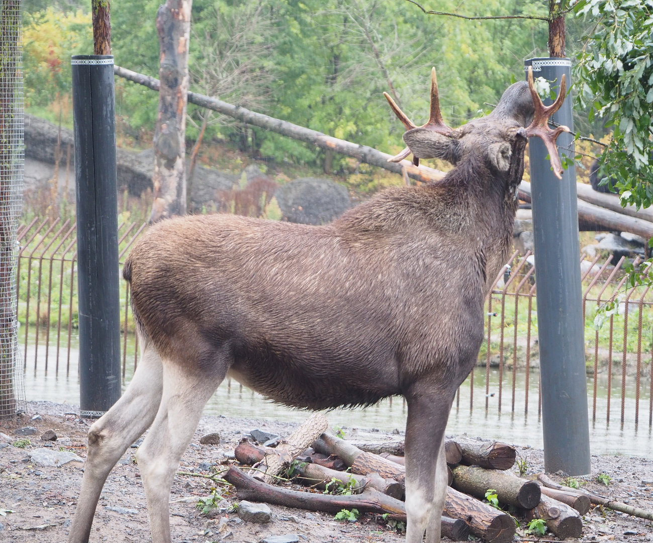 Eurasian moose (Alces alces alces), 2022-09-14