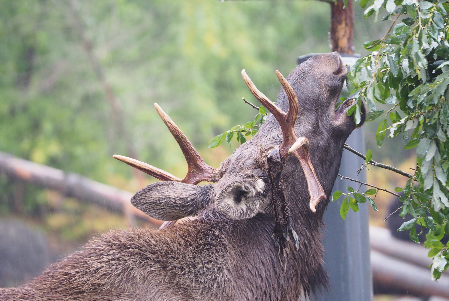 Eurasian moose (Alces alces alces), 2022-09-14