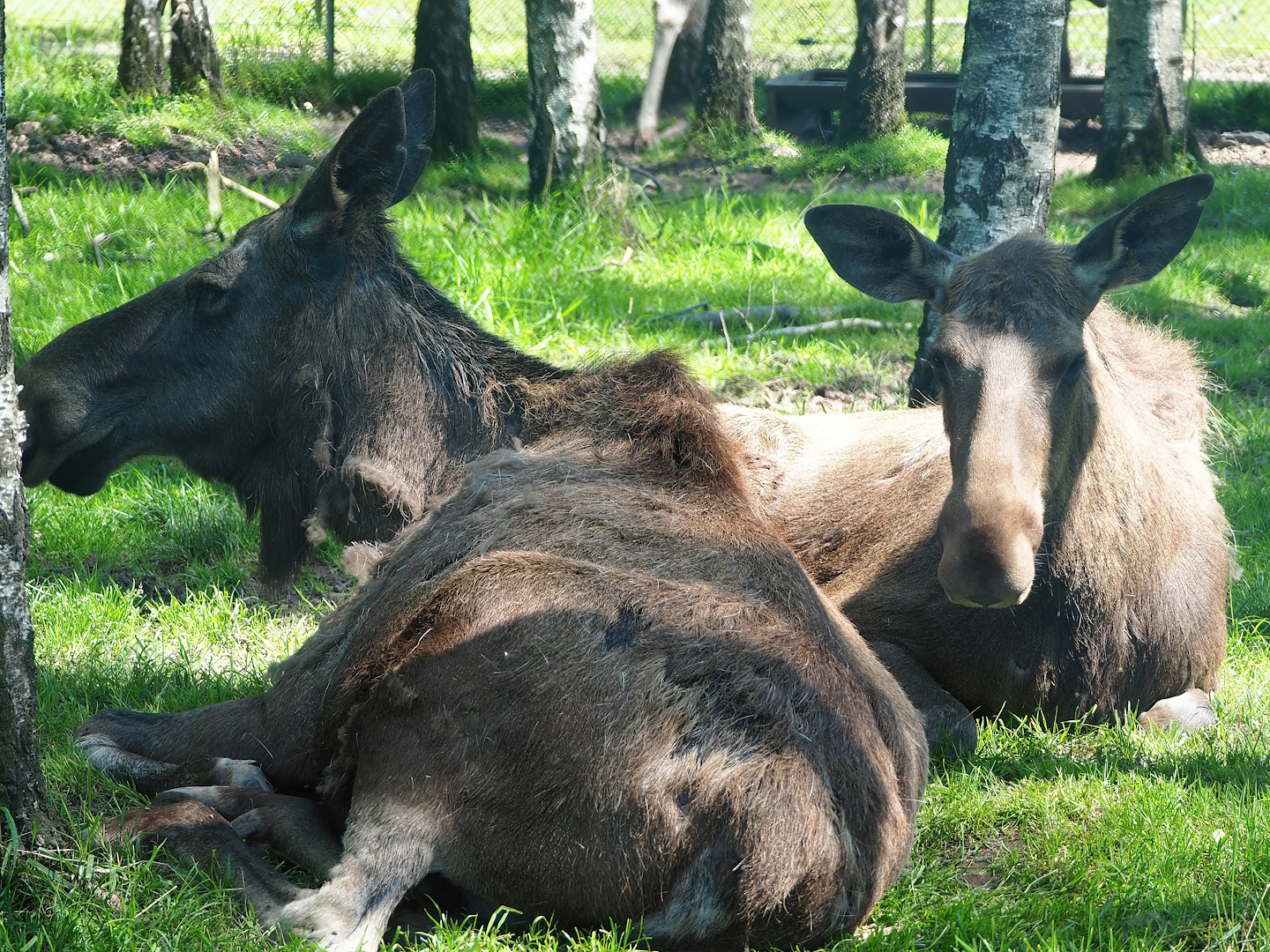 Eurasian moose (Alces alces alces), 2023-05-19