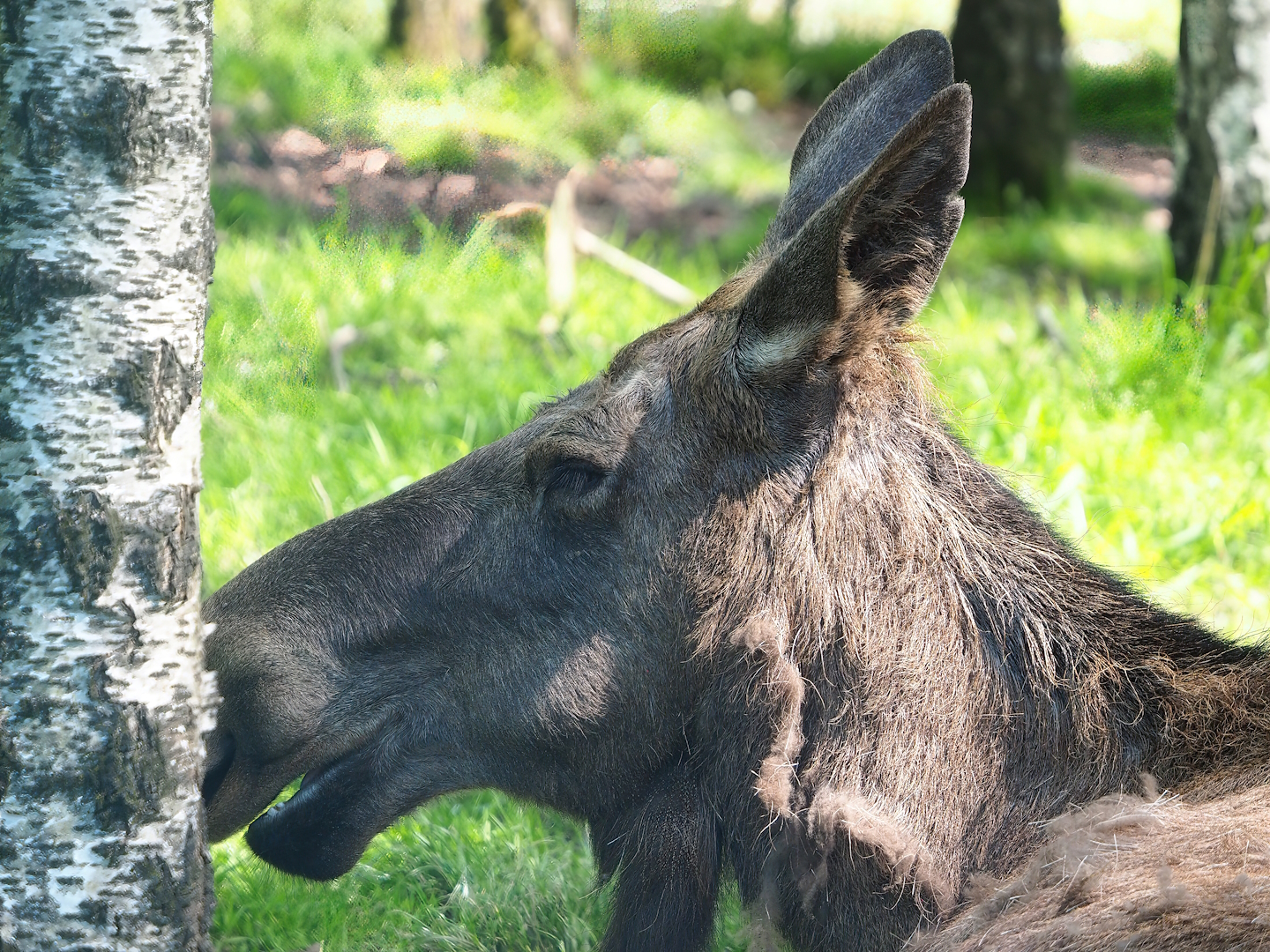 Eurasian moose (Alces alces alces), 2023-05-19