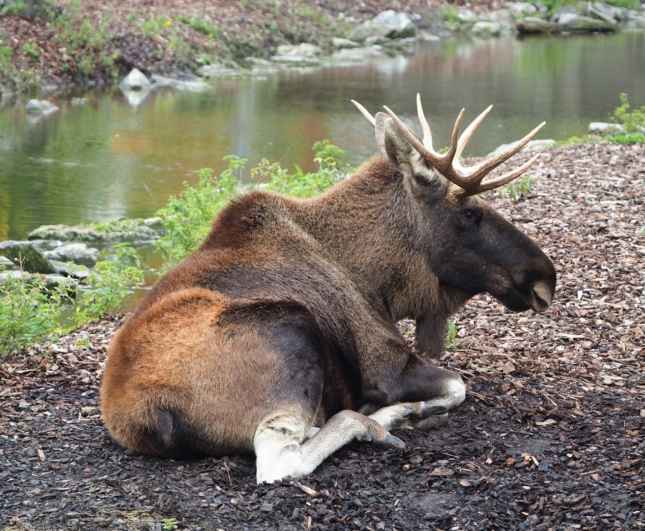 Eurasian moose (Alces alces alces), 2023-10-13
