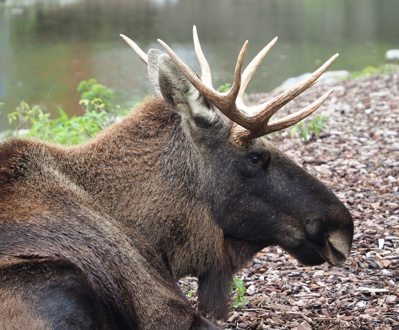 Eurasian moose (Alces alces alces), 2023-10-13