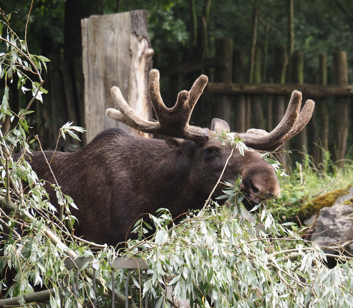 Eurasian moose (Alces alces alces), 2024-08-05
