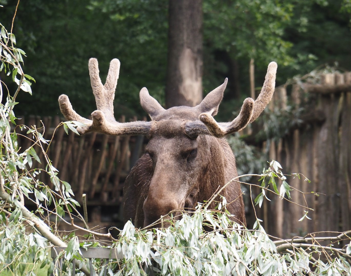 Eurasian moose (Alces alces alces), 2024-08-05