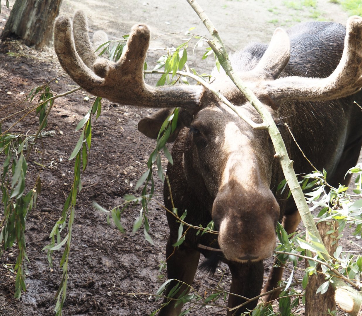 Eurasian moose (Alces alces alces), 2024-08-05