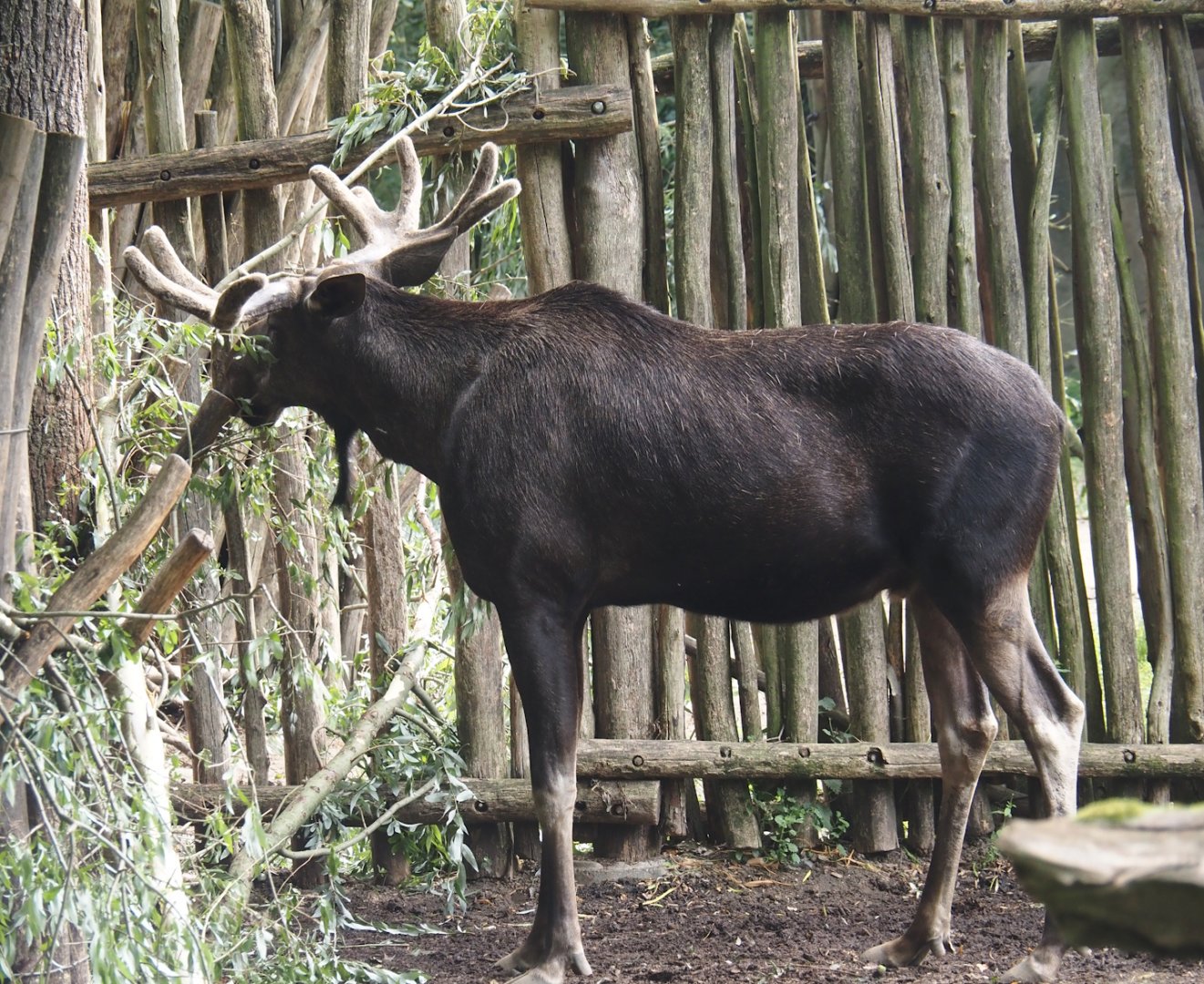 Eurasian moose (Alces alces alces), 2024-08-05