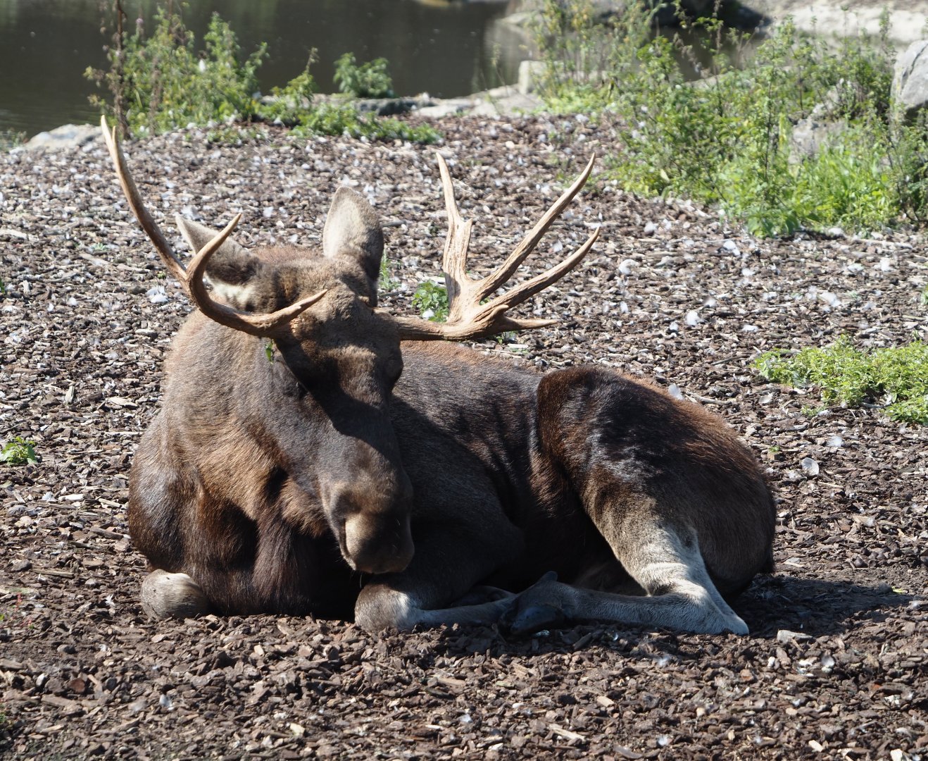 Eurasian moose (Alces alces alces), 2024-09-17