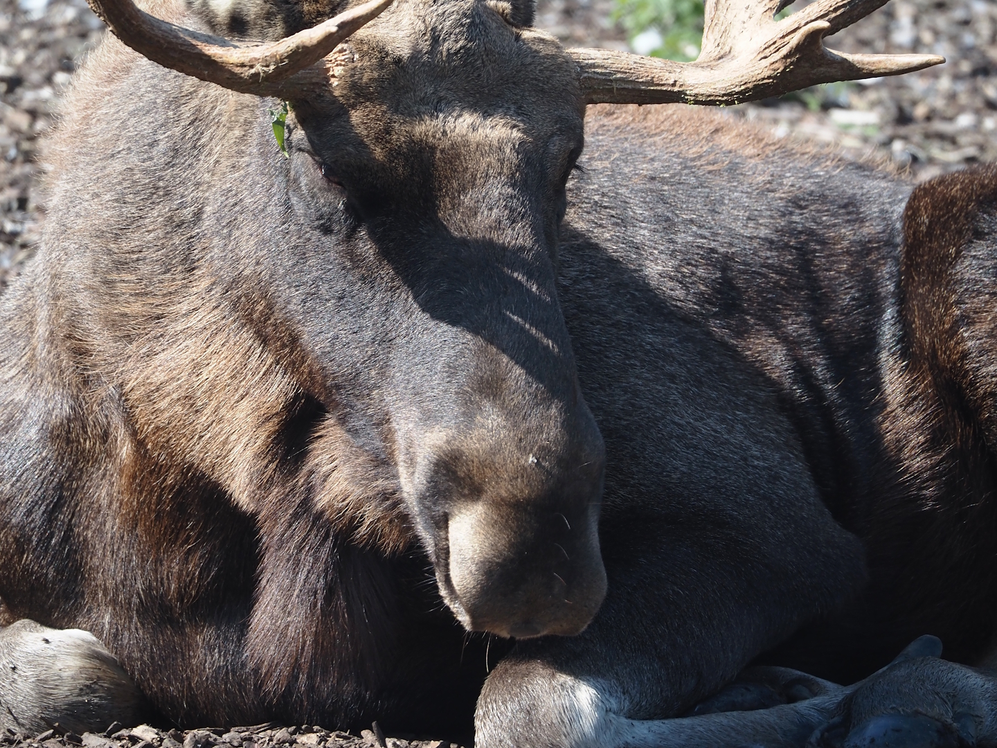 Eurasian moose (Alces alces alces), 2024-09-17