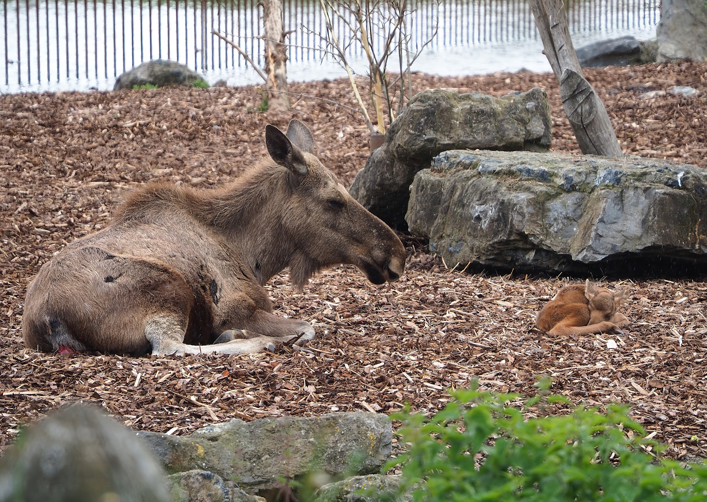 Eurasian moose (Alces alces alces) with calf, 2023-05-15