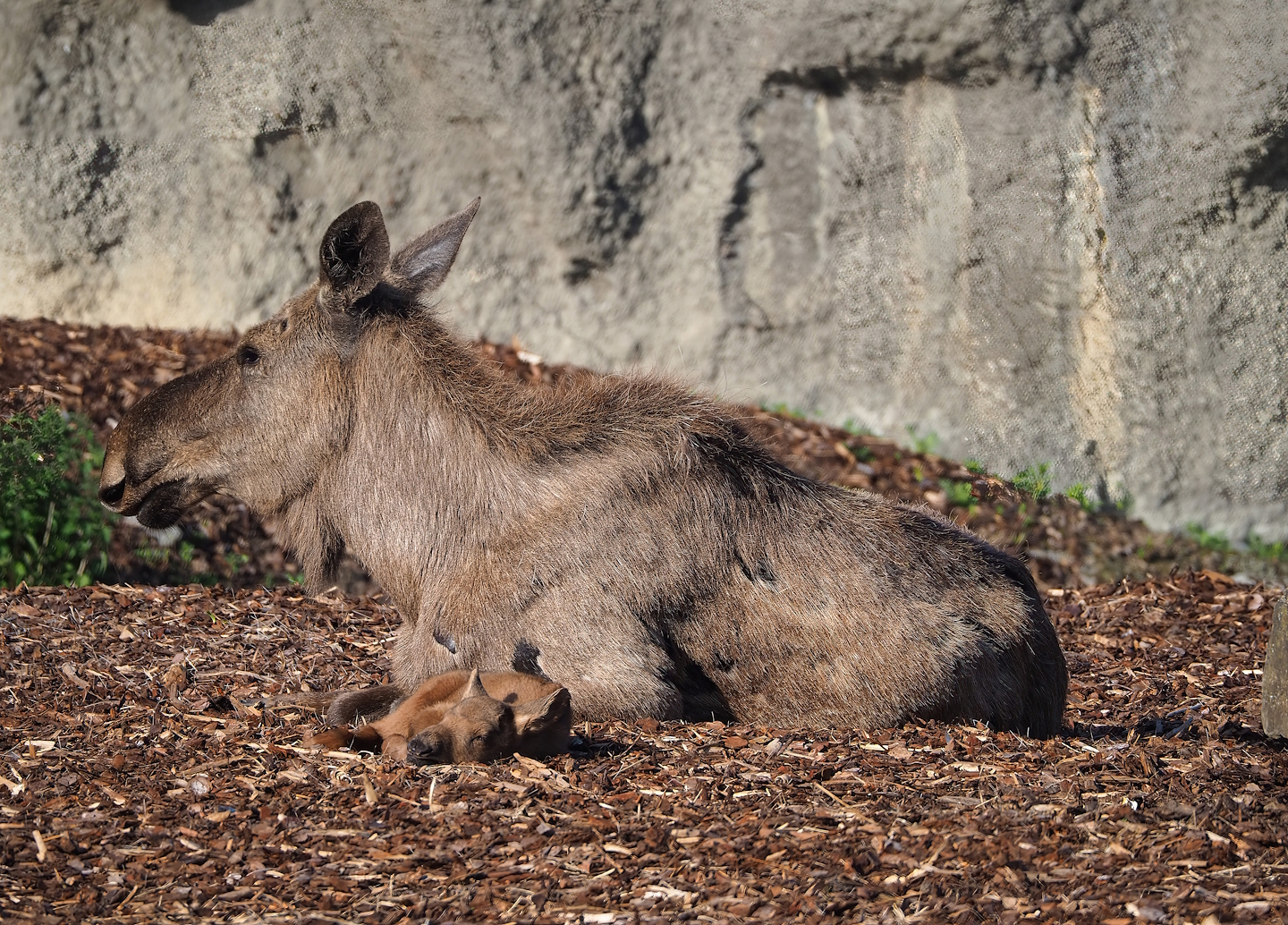 Eurasian moose (Alces alces alces) with calf, 2023-05-15