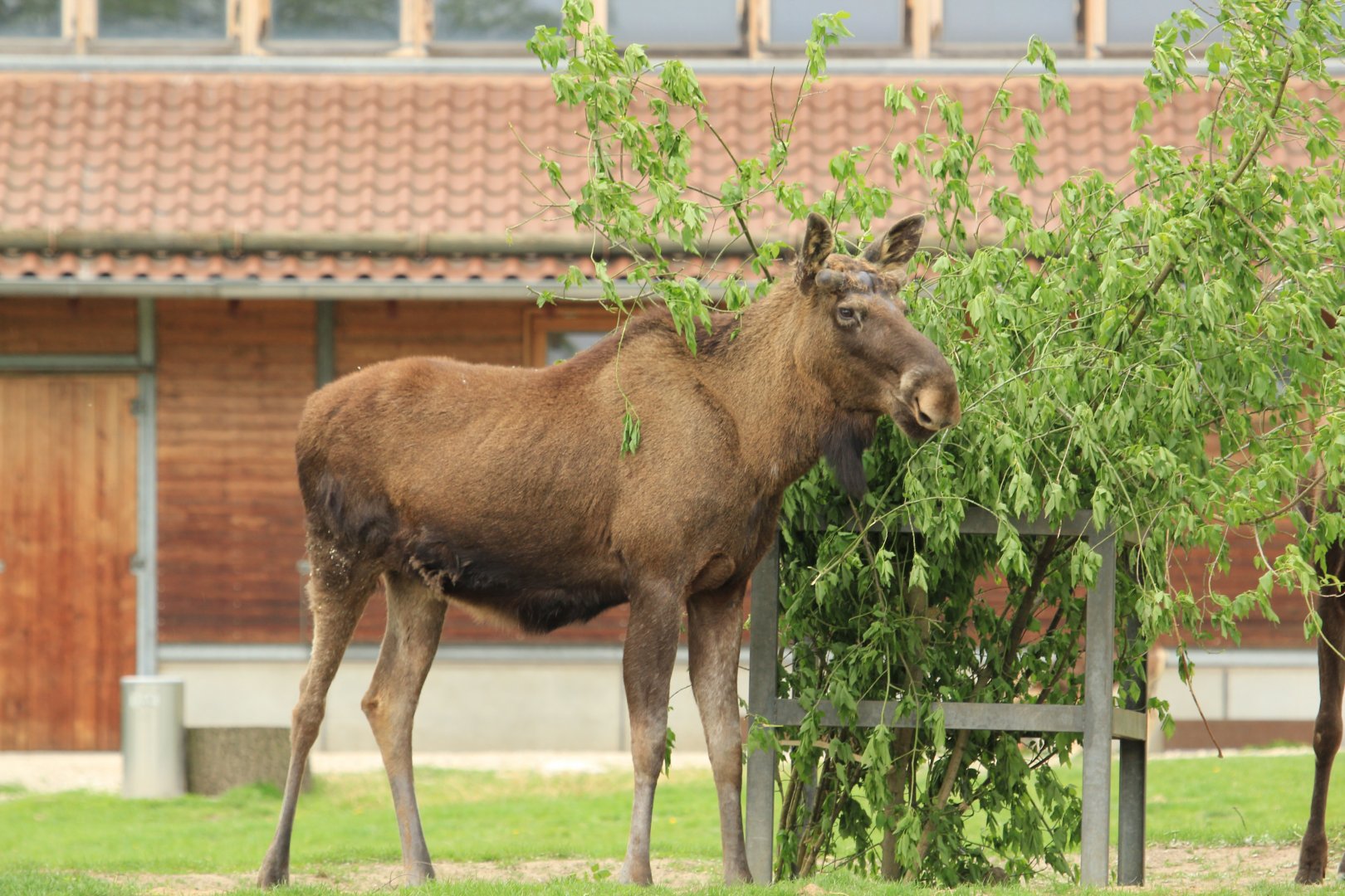 Eurasian Moose (April 2018)