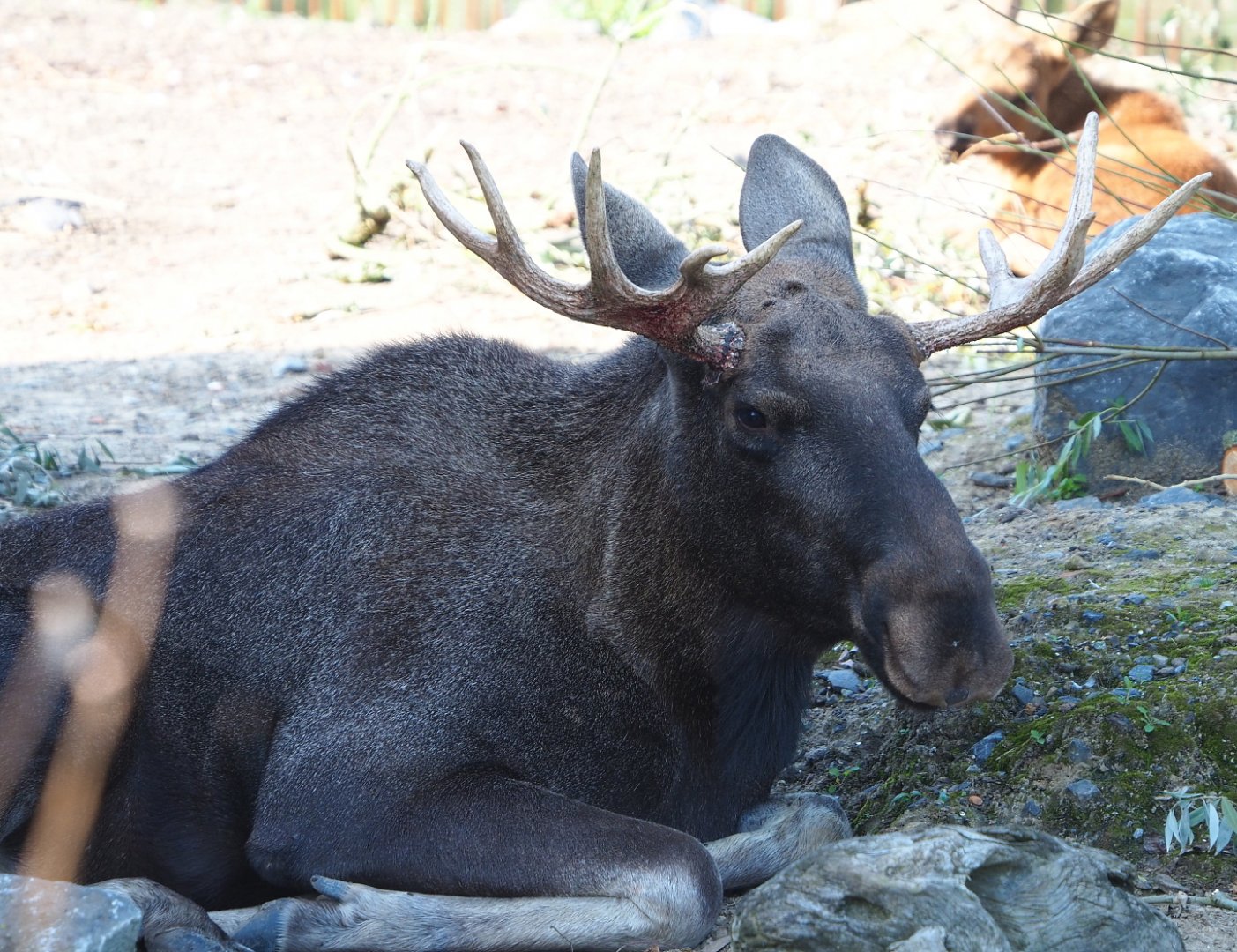Eurasian moose bull (Alces alces alces), 2021-09-02