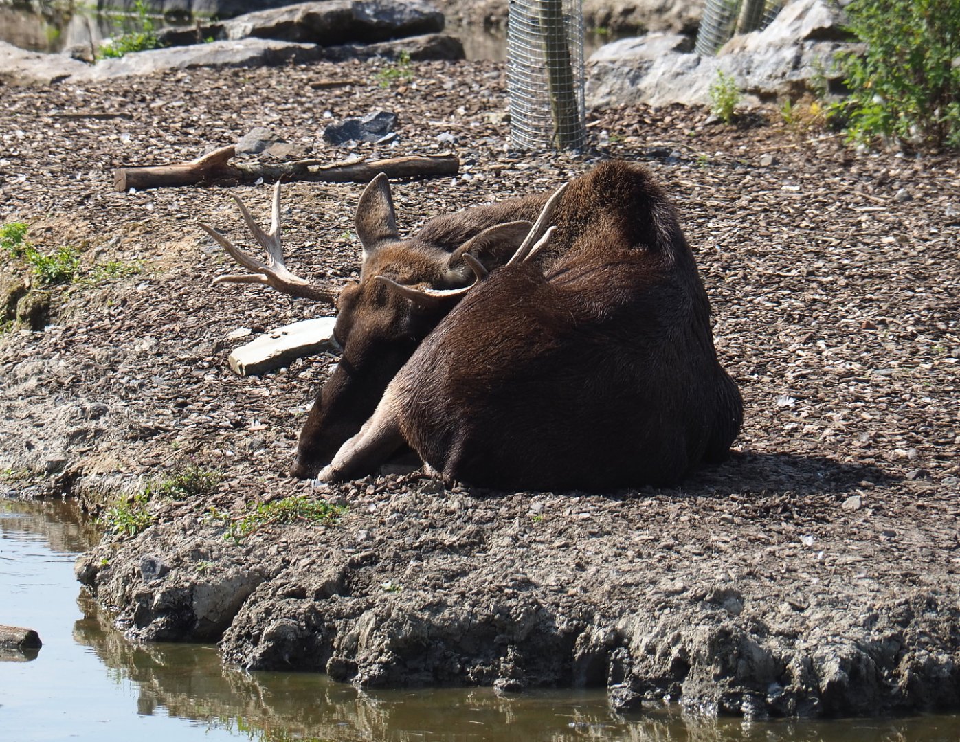 Eurasian moose bull (Alces alces alces), 2021-09-02