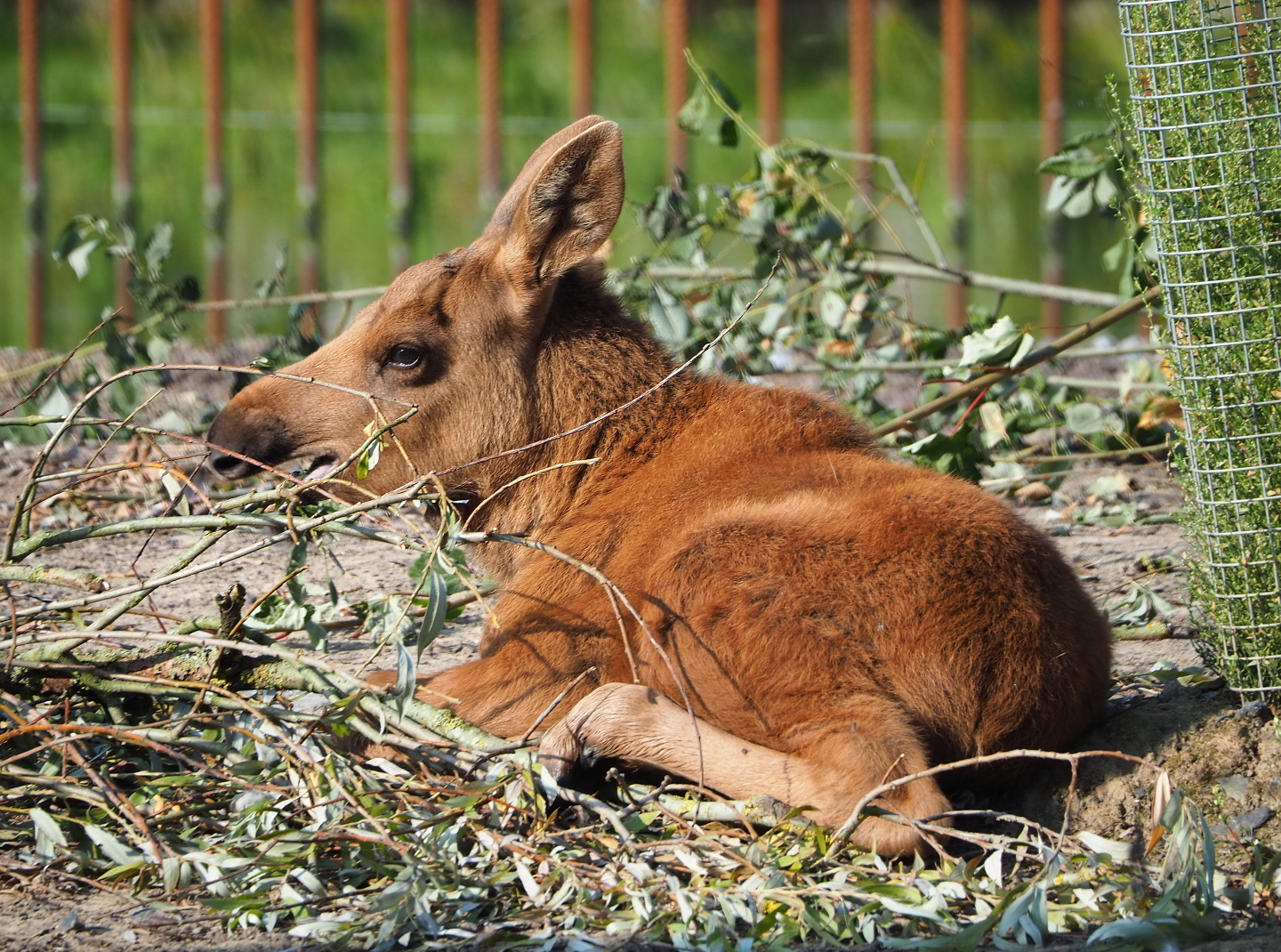 Eurasian moose calf (Alces alces alces), 2021-09-02
