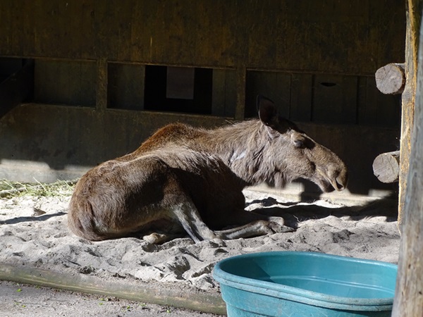 Eurasian moose (elk) (Alces alces alces)