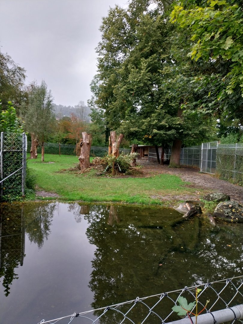 Eurasian moose enclosure