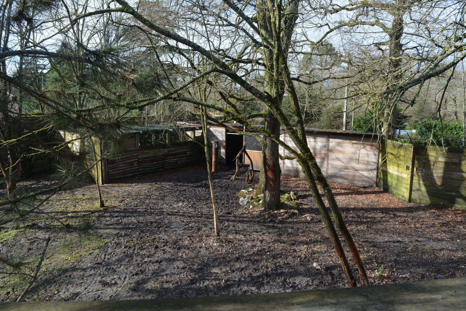 Eurasian moose enclosure