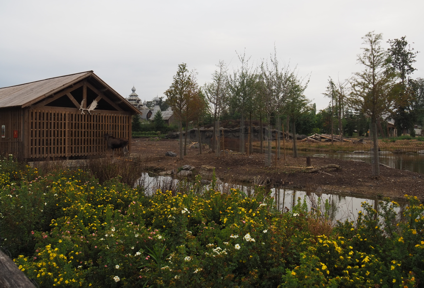 Eurasian moose exhibit, 2020-09-03