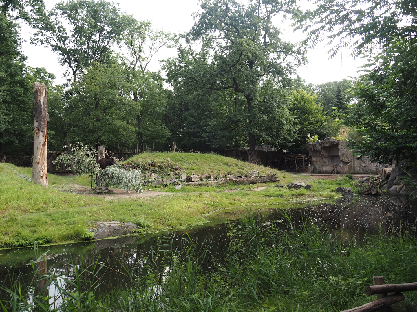 Eurasian moose exhibit, 2024-08-05