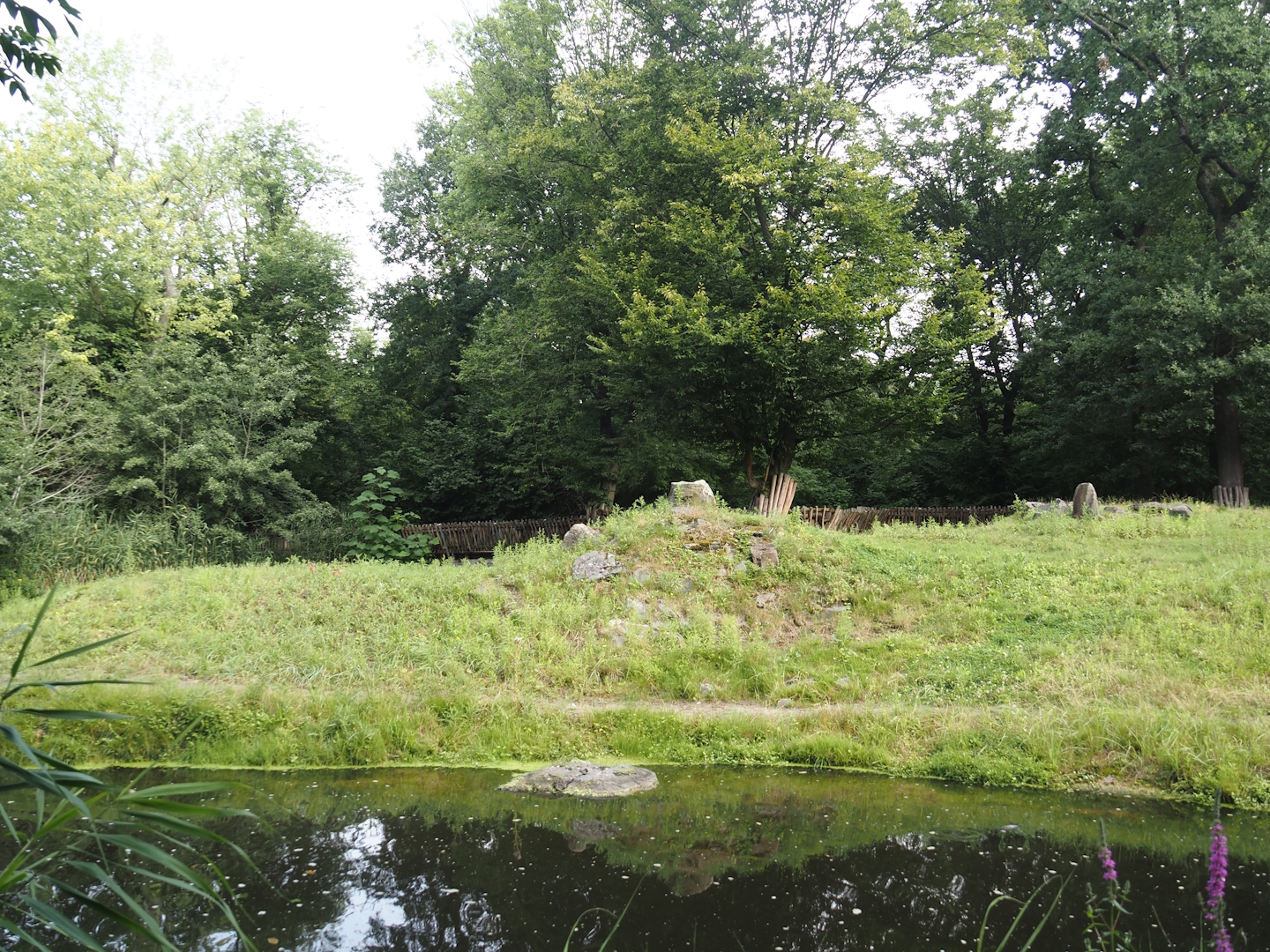 Eurasian moose exhibit, 2024-08-05
