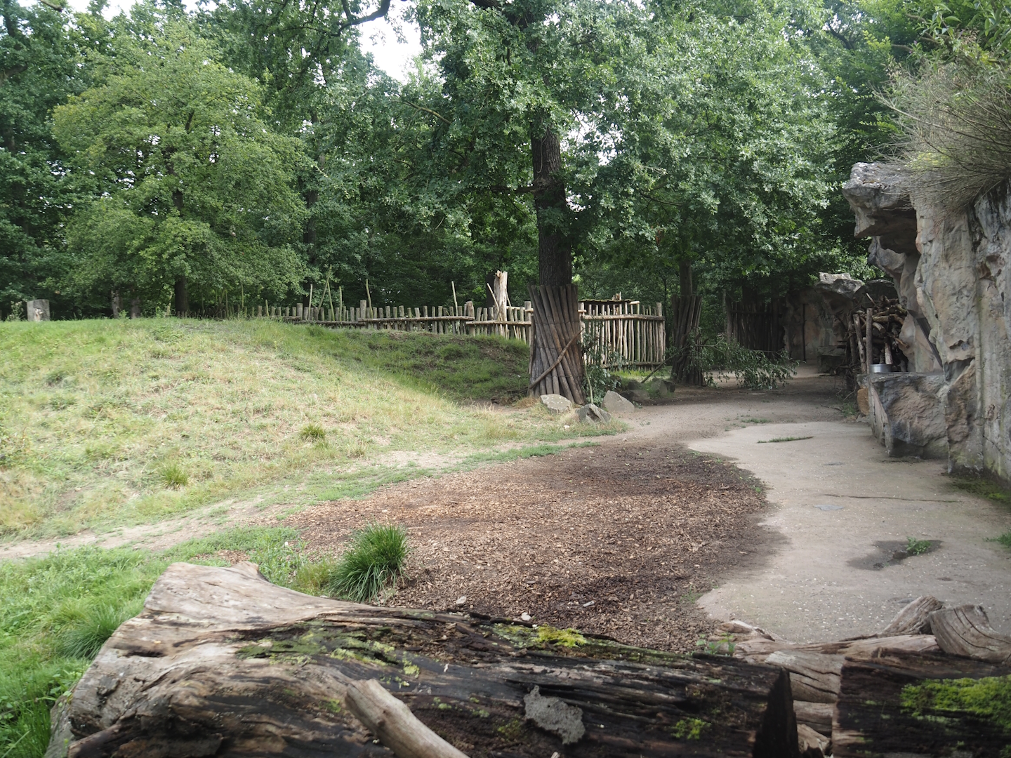 Eurasian moose exhibit, 2024-08-05
