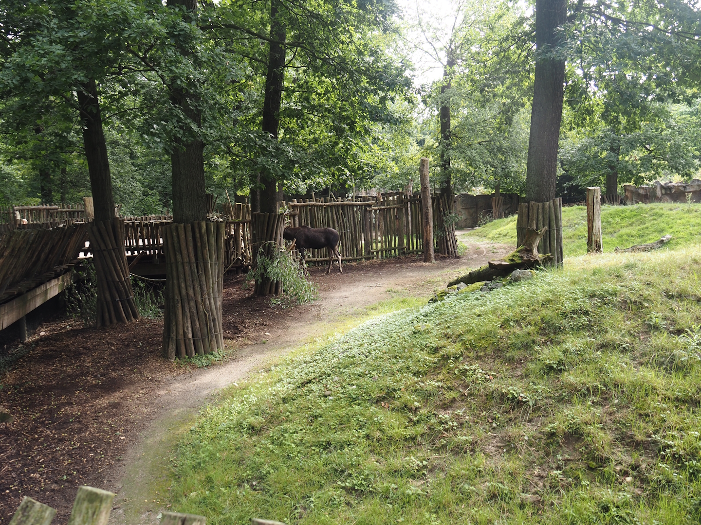 Eurasian moose exhibit, 2024-08-05