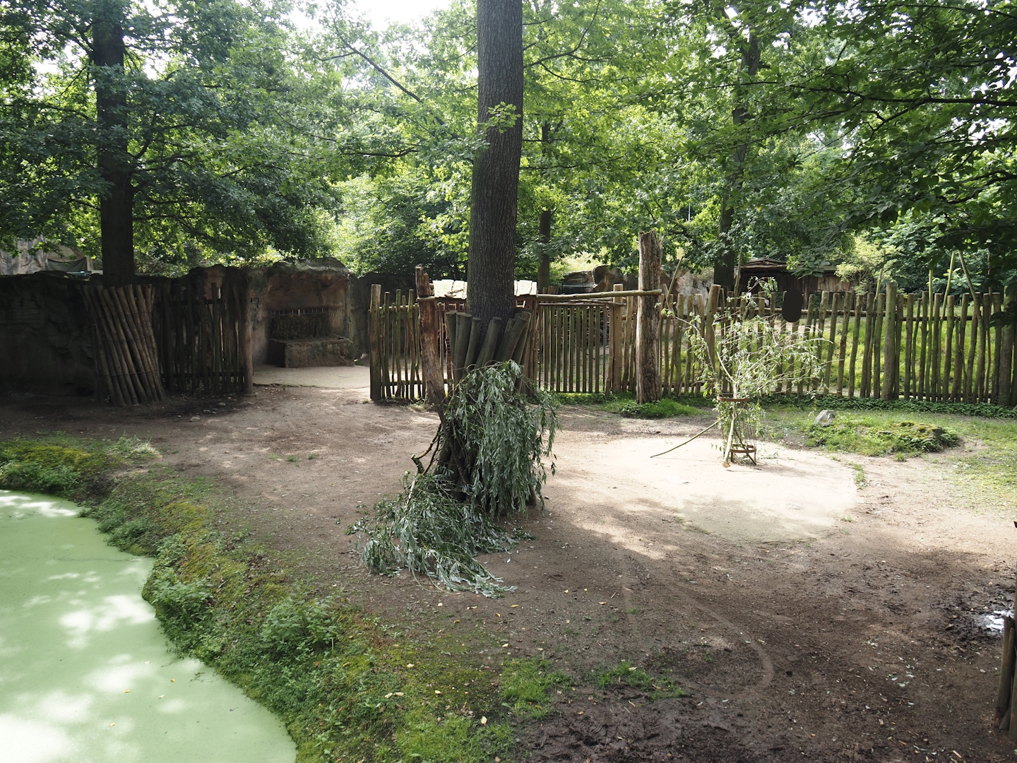 Eurasian moose exhibit, 2024-08-05