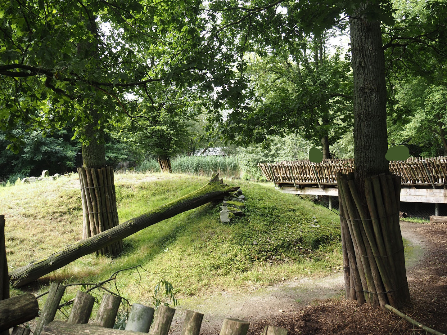 Eurasian moose exhibit, 2024-08-05