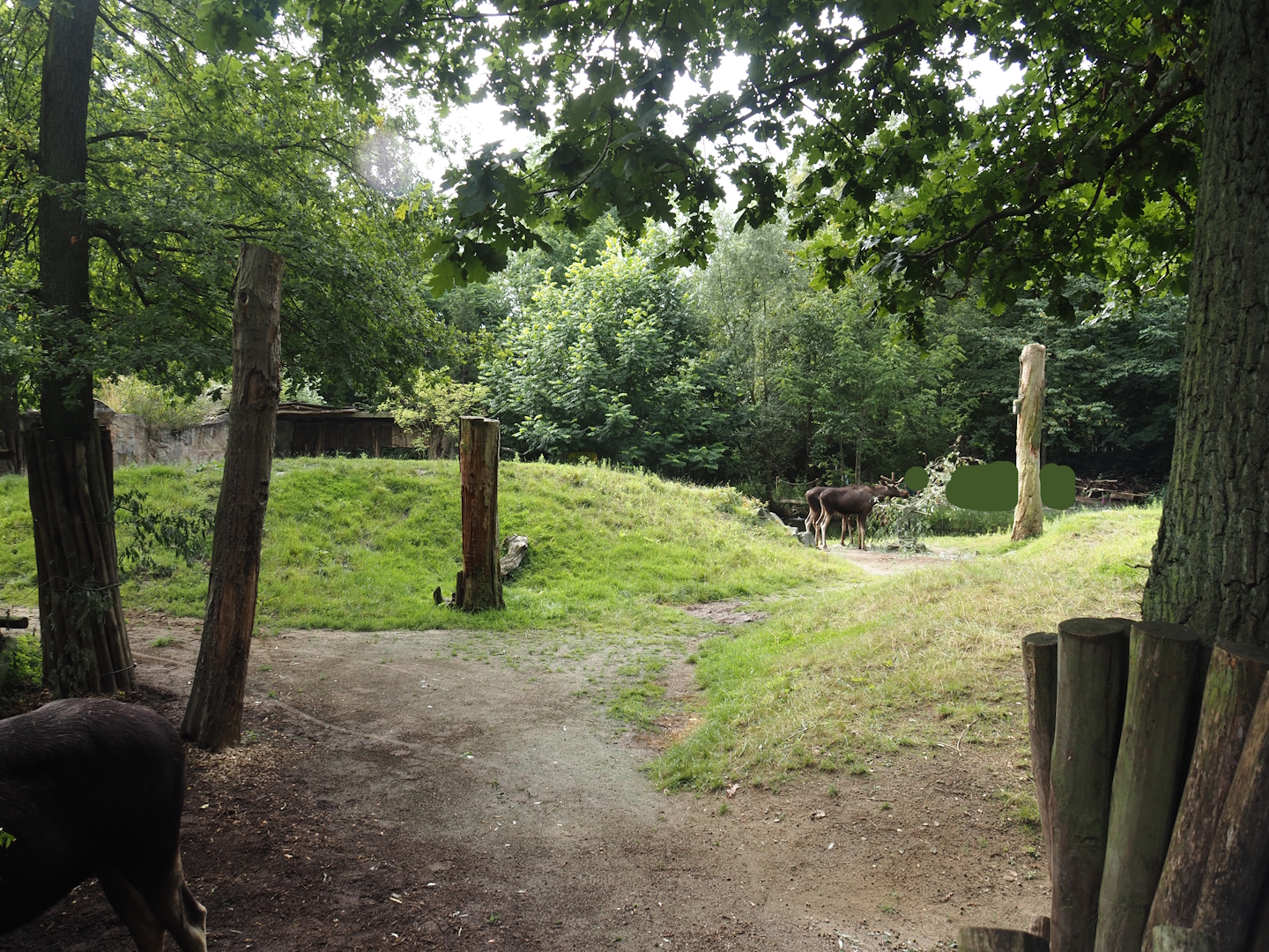 Eurasian moose exhibit, 2024-08-05