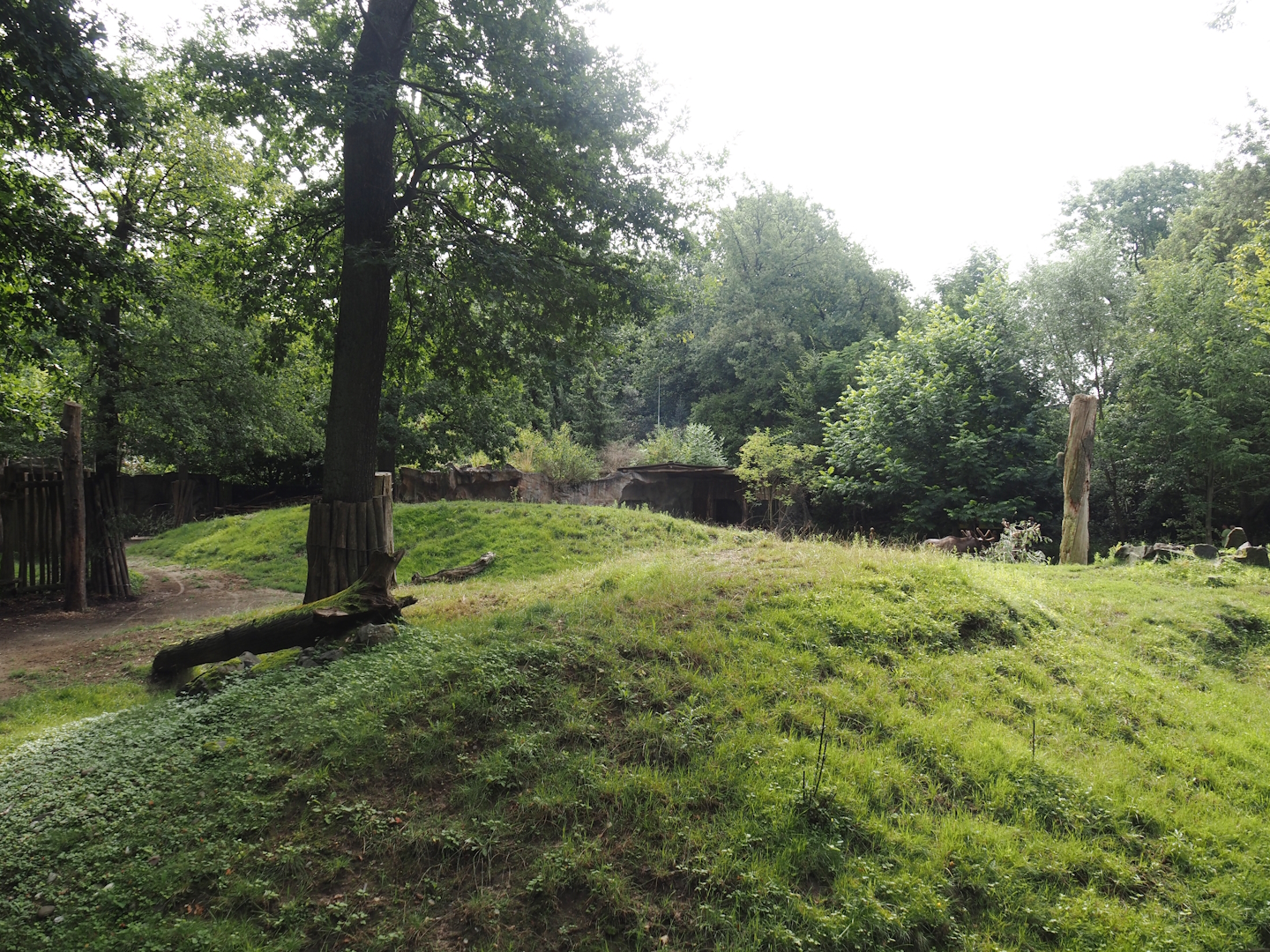 Eurasian moose exhibit, 2024-08-05