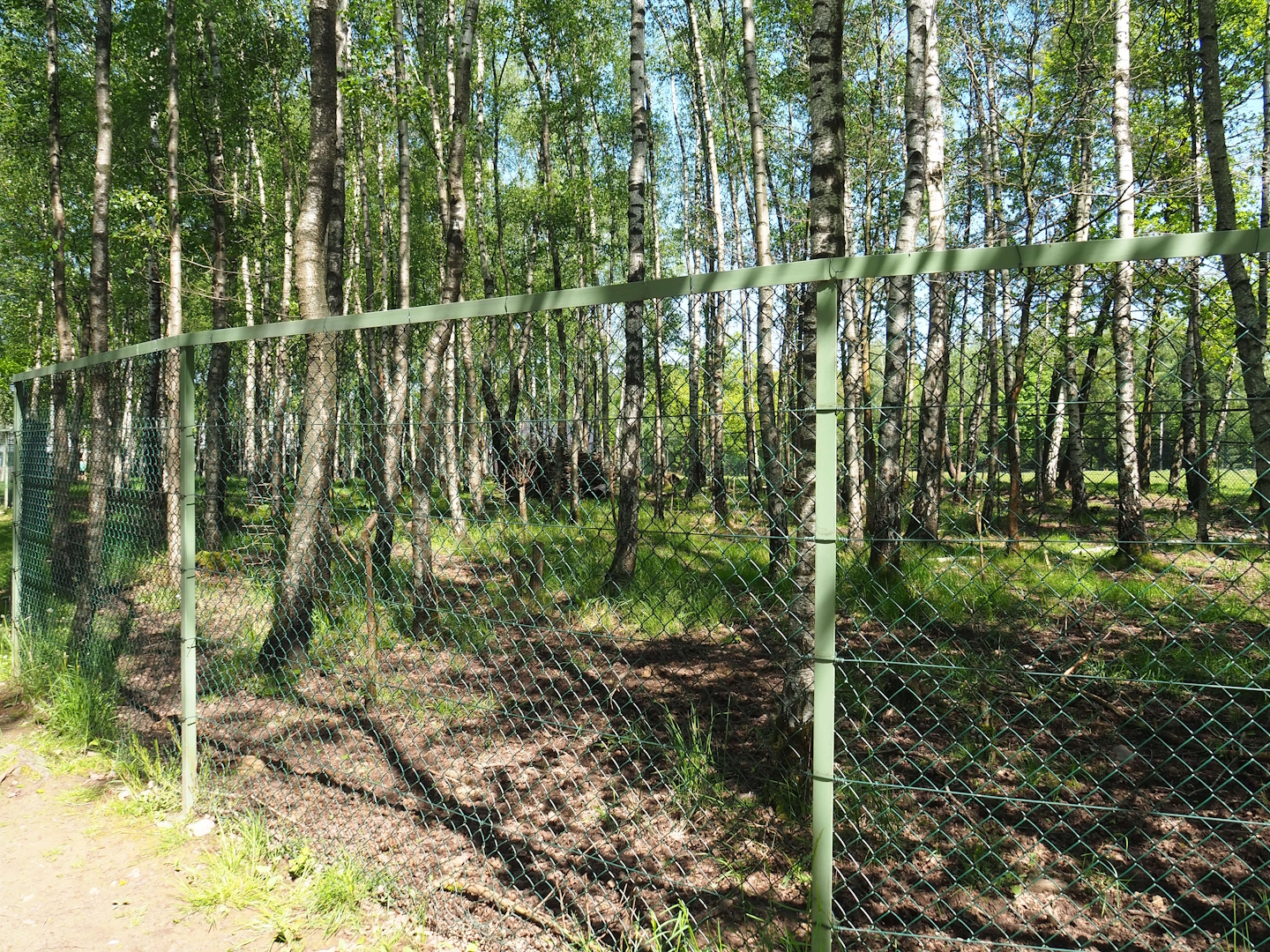 Eurasian moose paddock, 2023-05-19