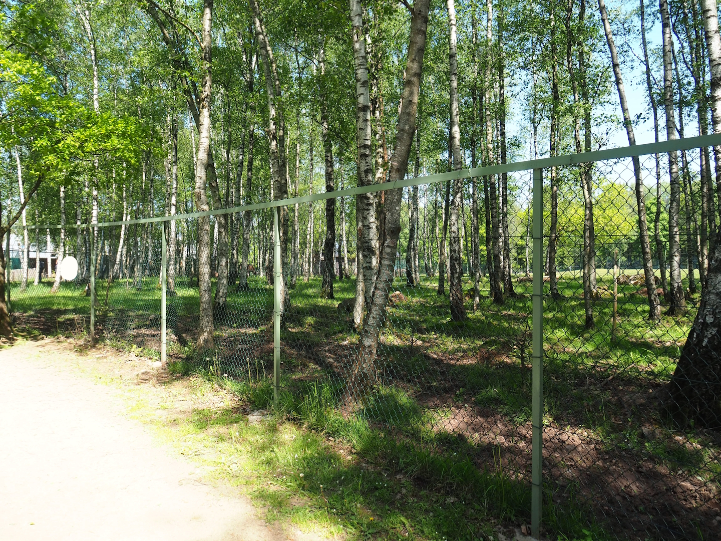 Eurasian moose paddock, 2023-05-19