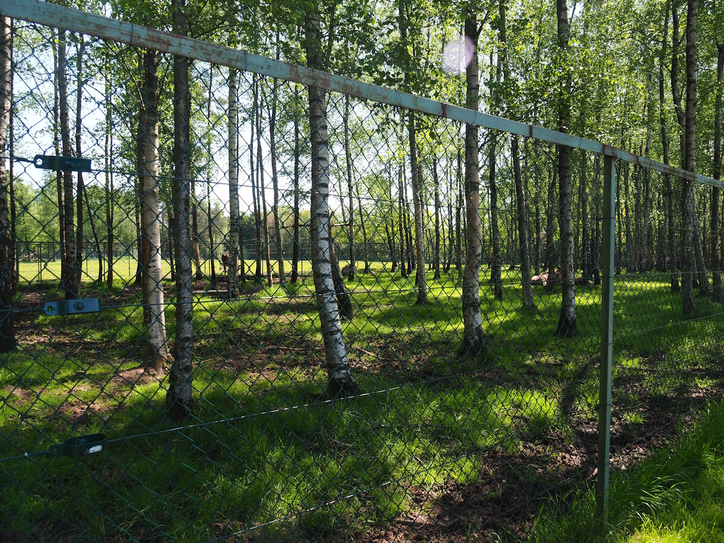 Eurasian moose paddock, 2023-05-19