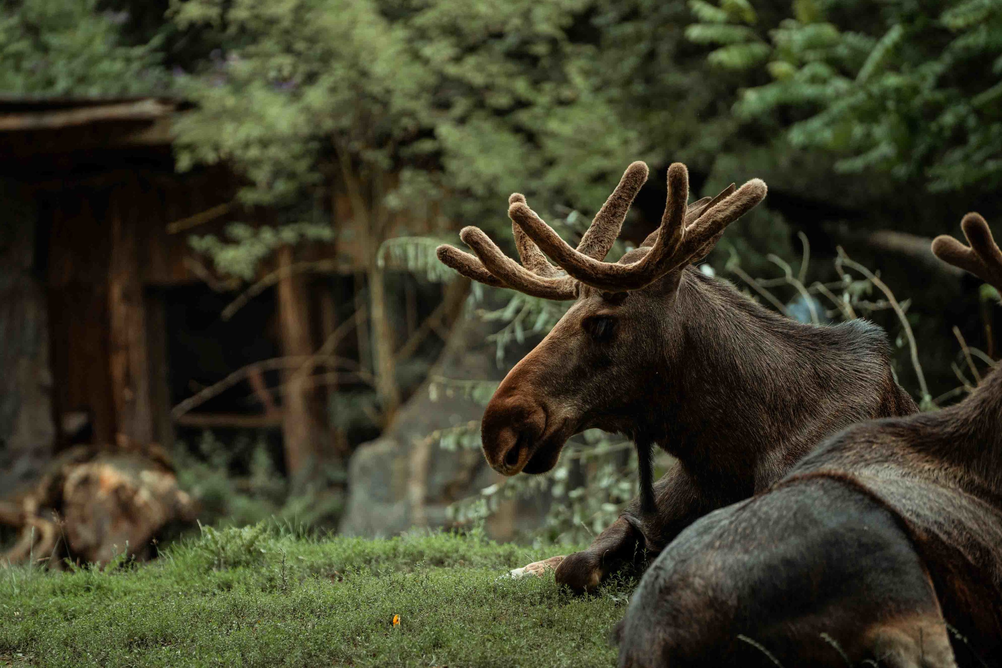 Eurasian Moose