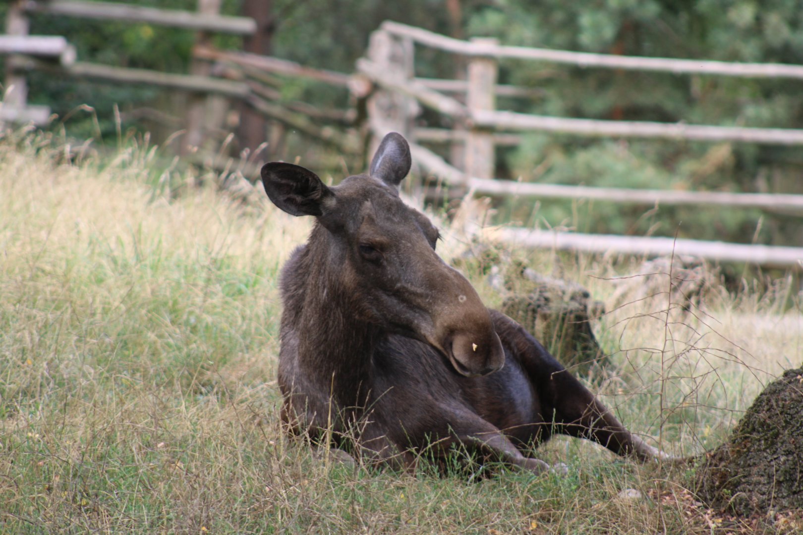 Eurasian Moose