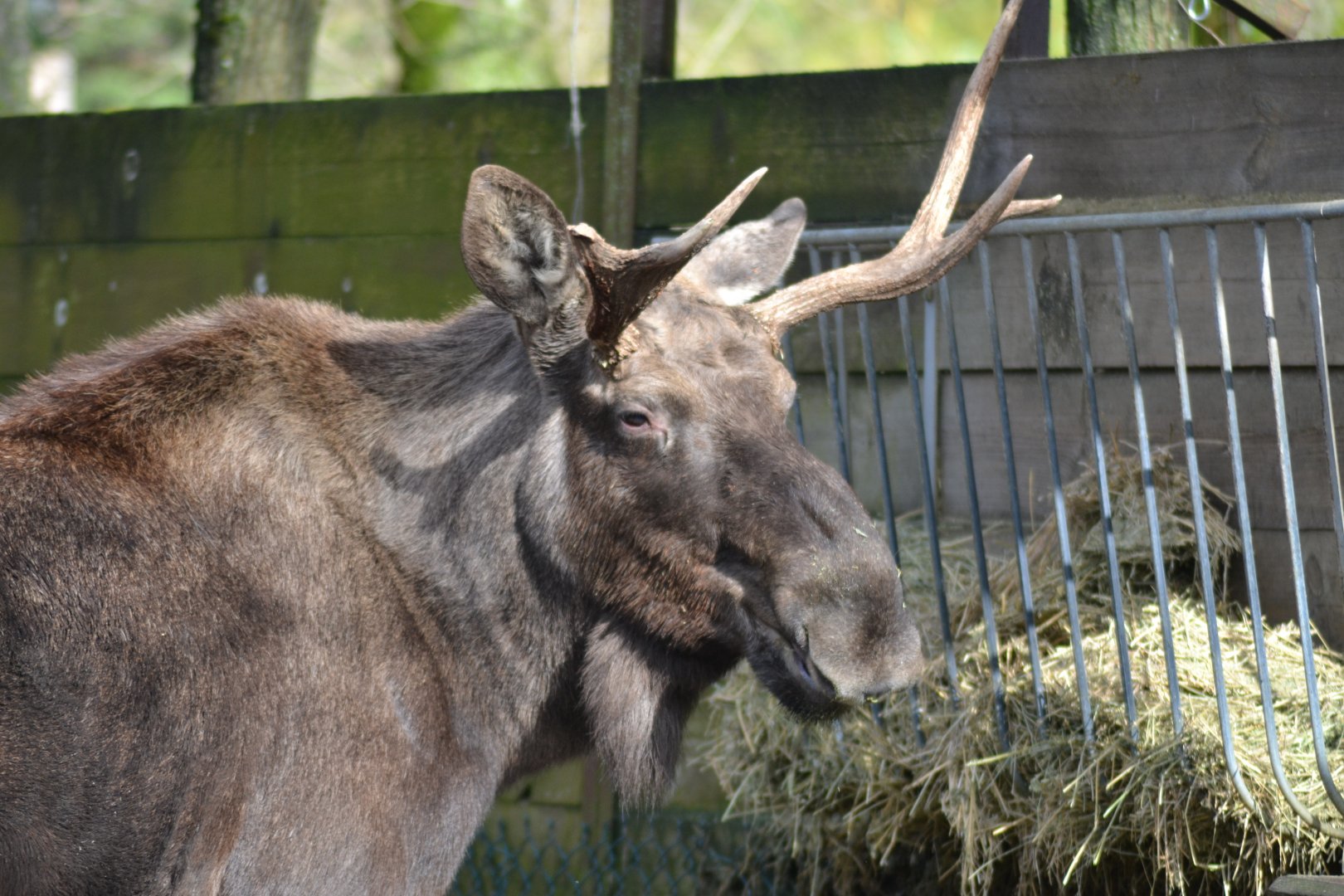 Eurasian moose